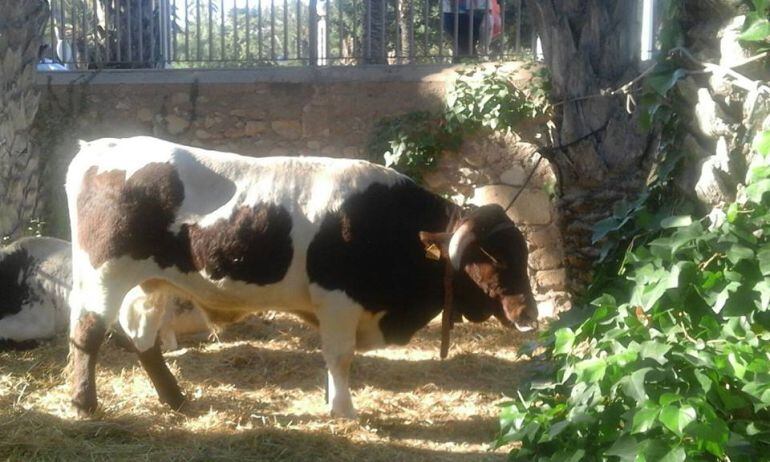 Uno de los animales que se pudo ver en la Fireta