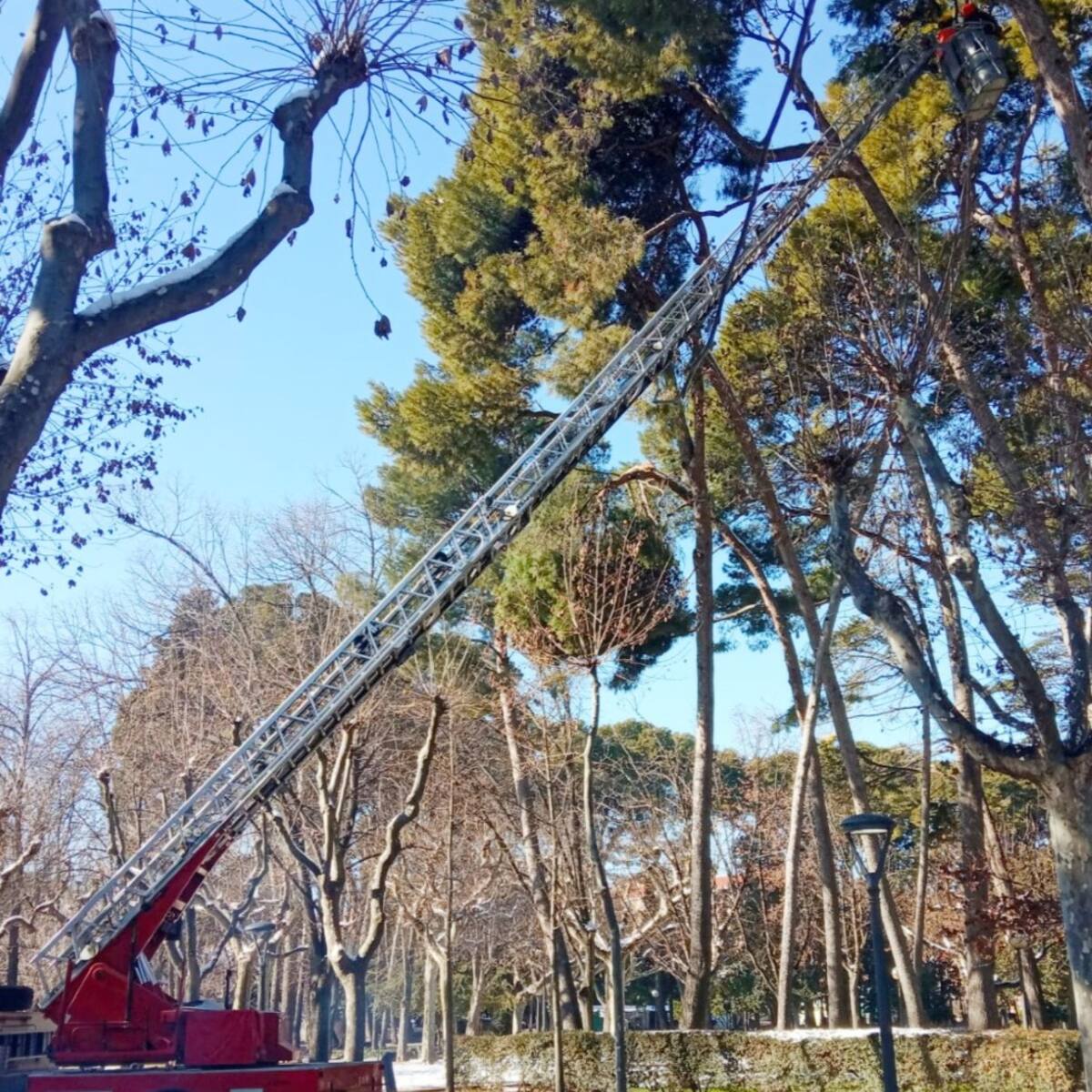 Trabajos de limpieza en Huesca para confirmar la seguridad de edificios y zonas ajardinadas