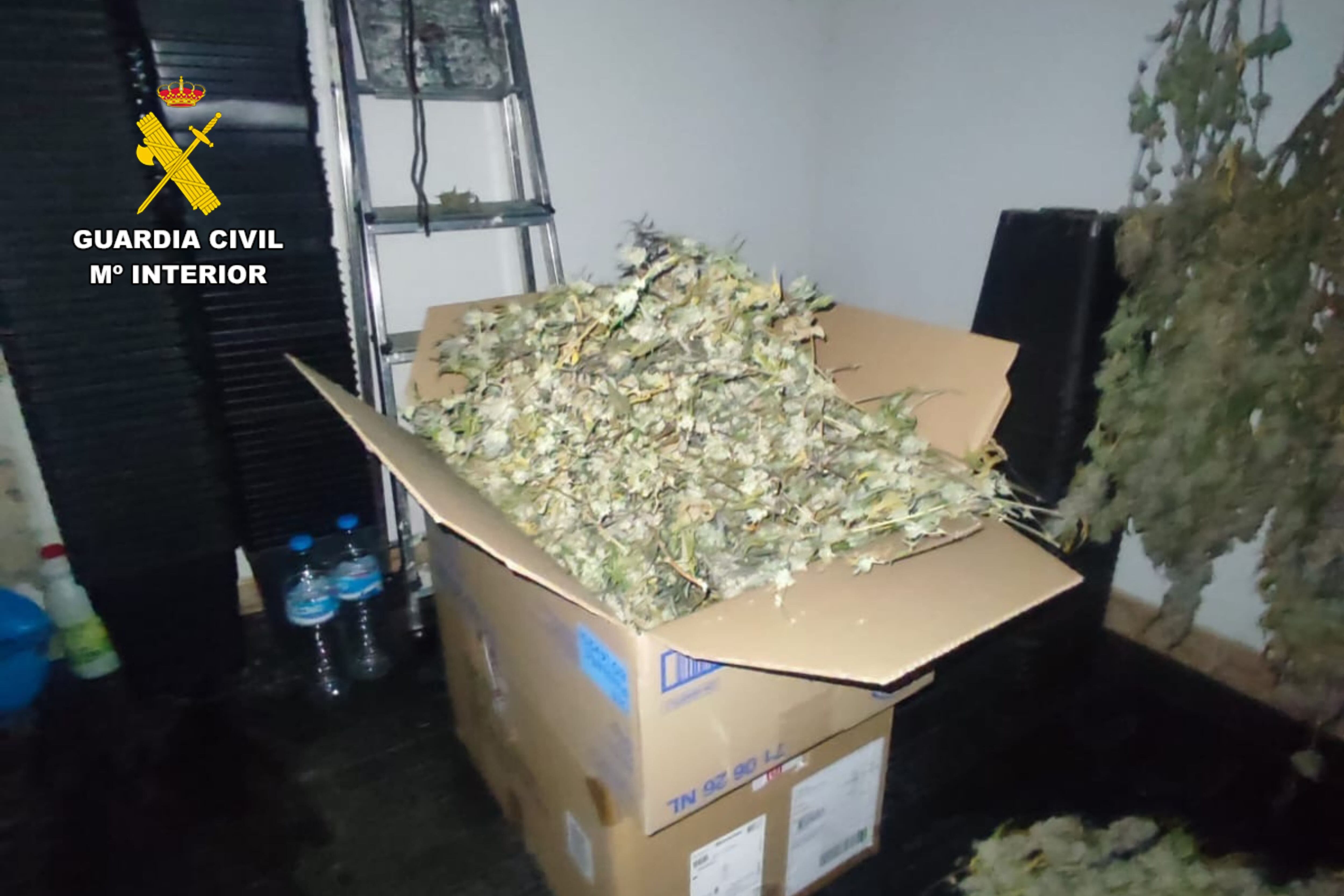 Detenido por cultivar 346 plantas de cannabis en Puendeluna