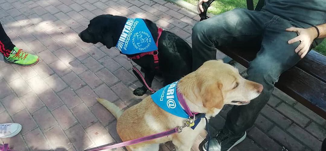 Tara y Cacao son los perros elegidos para esta actividad.