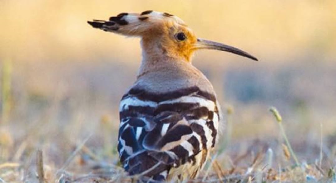 Guía de Aves de la Dehesa de Navalvillar