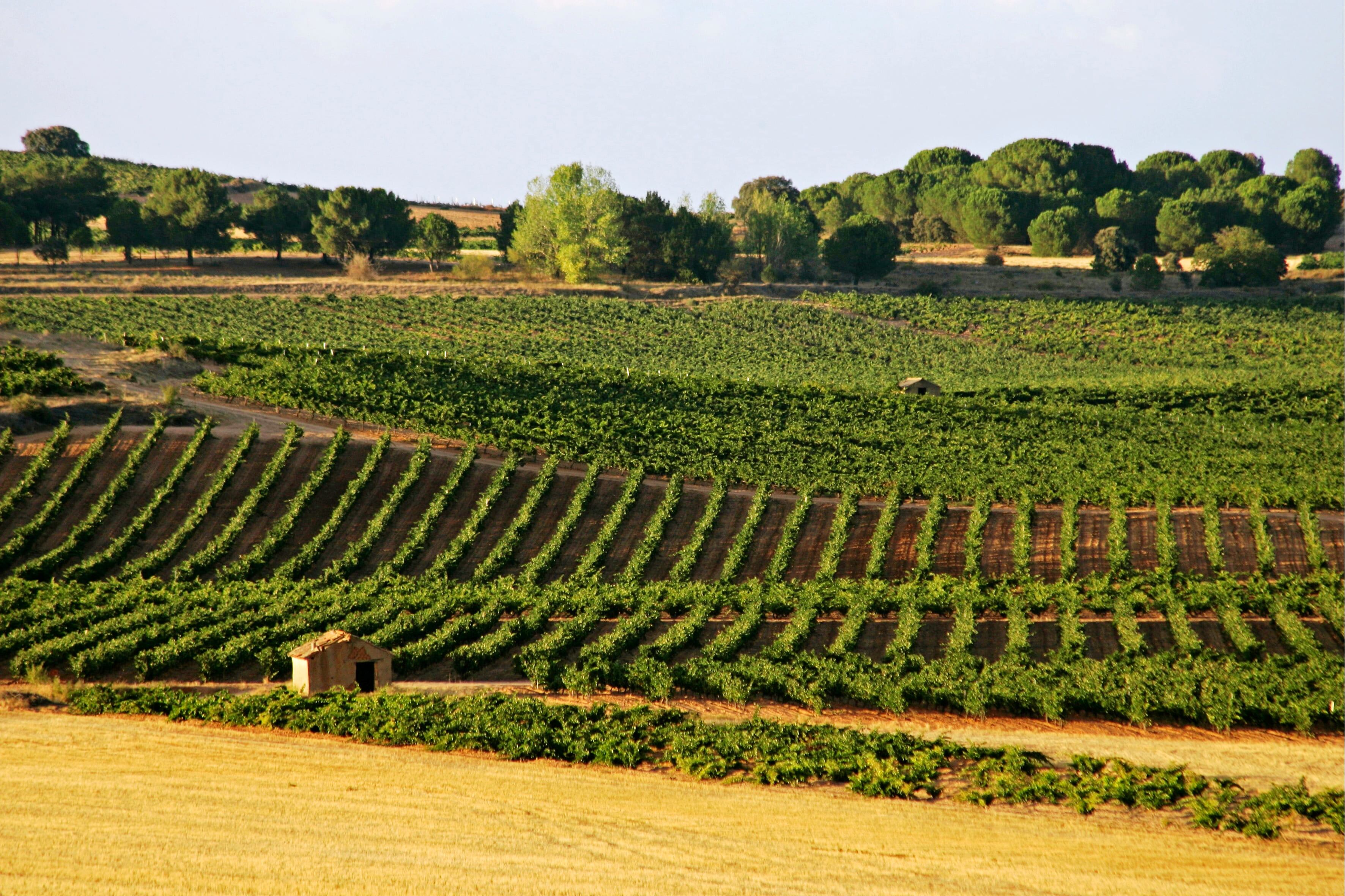 Viñedos de la Ribera del Duero