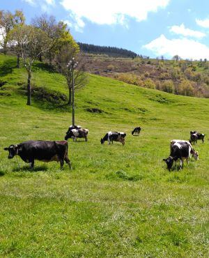 Vacas pastando en el Valle de Karrantza