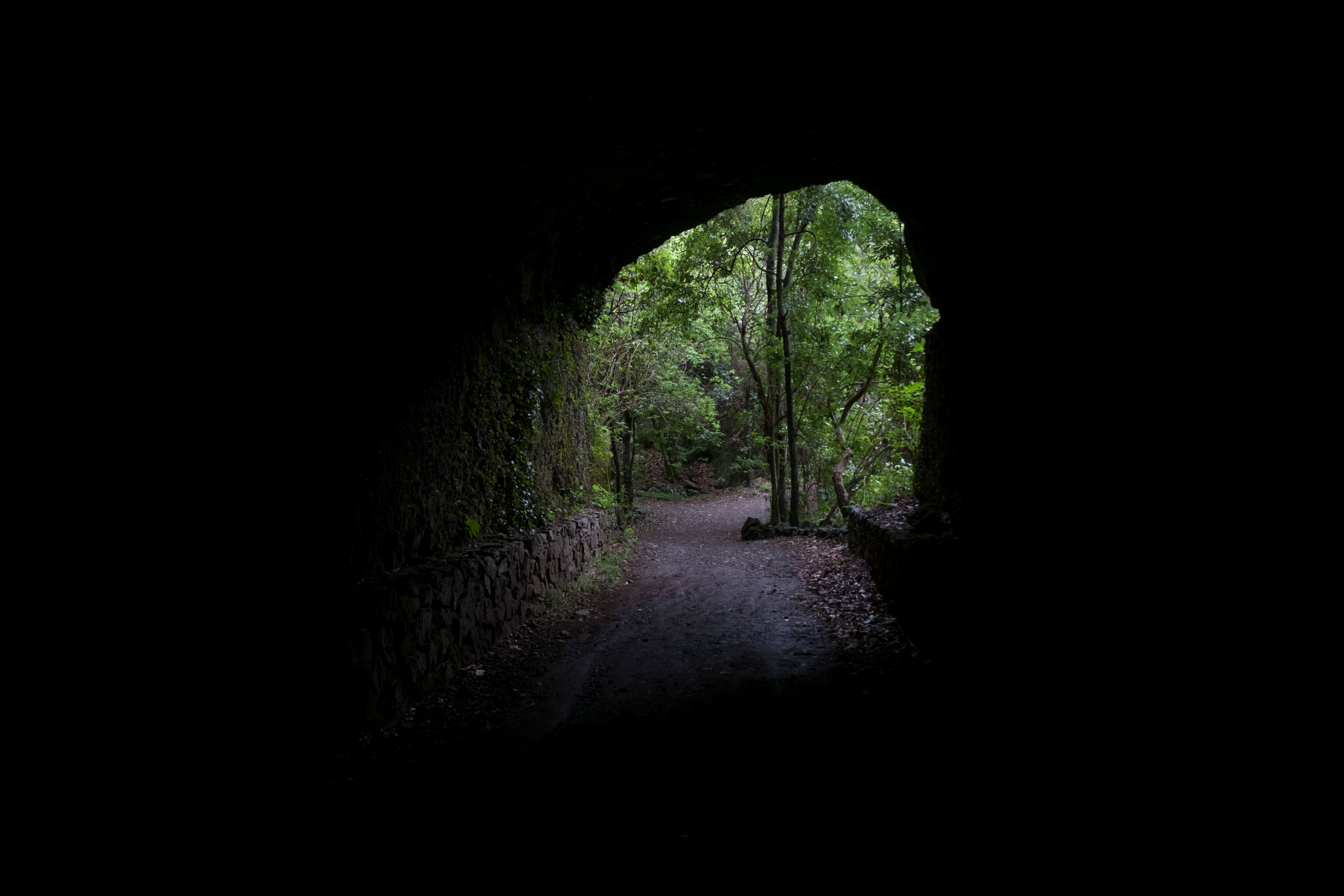 Bosque de Los Tilos en La Palma