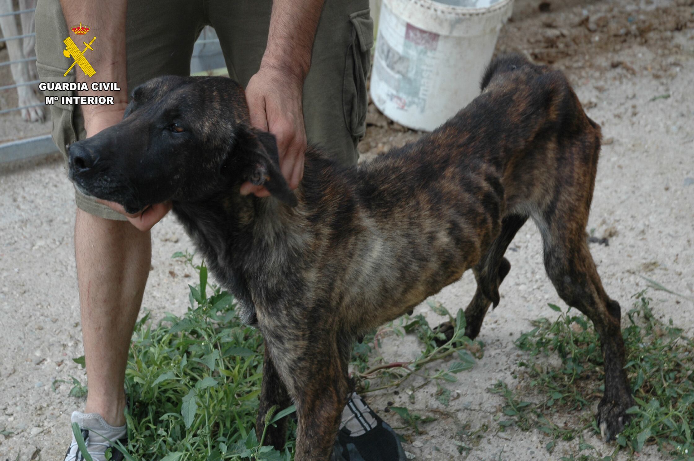 Maltrato animal en una perrera ilegal en La Rioja