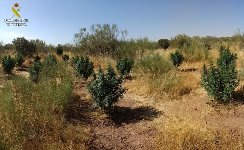 Imagen de la plantación de marihuana, localizada en la localidad ciudadrealeña de La Solana