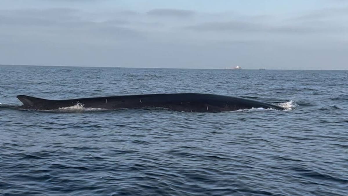 Investigador del CEMMA