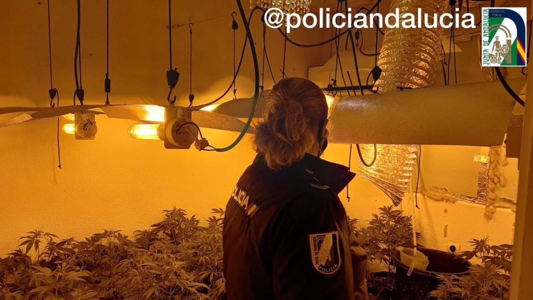 Incautación de plantas de marihuana en la vivienda ocupada de Las Palmeras