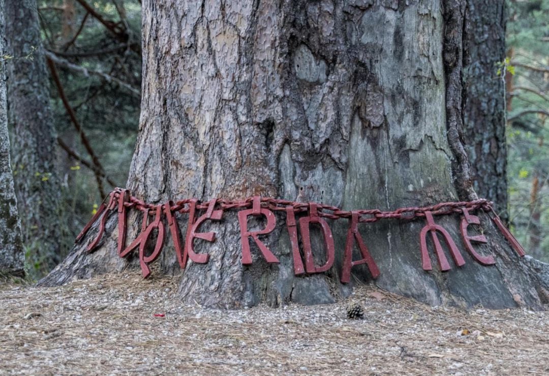 Caminando por el Valle de Navalmedio encontramos un árbol catalogado en la lista de los más singulares 