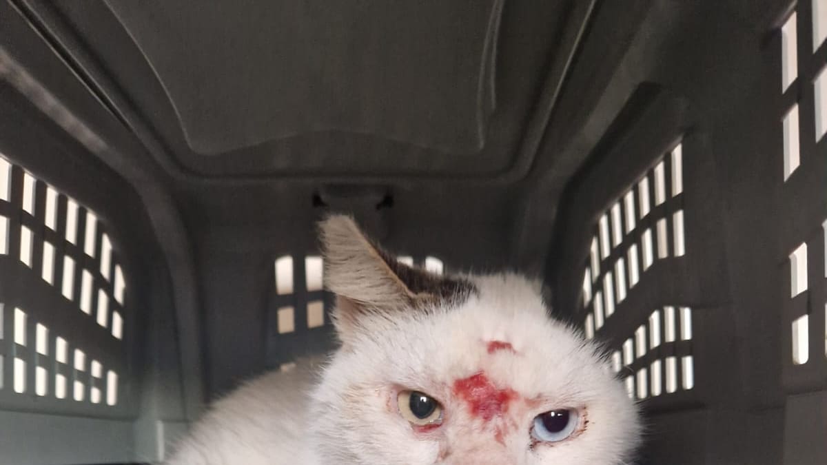 Hallan en Polanco un gato con más de 50 perdigones en su cuerpo