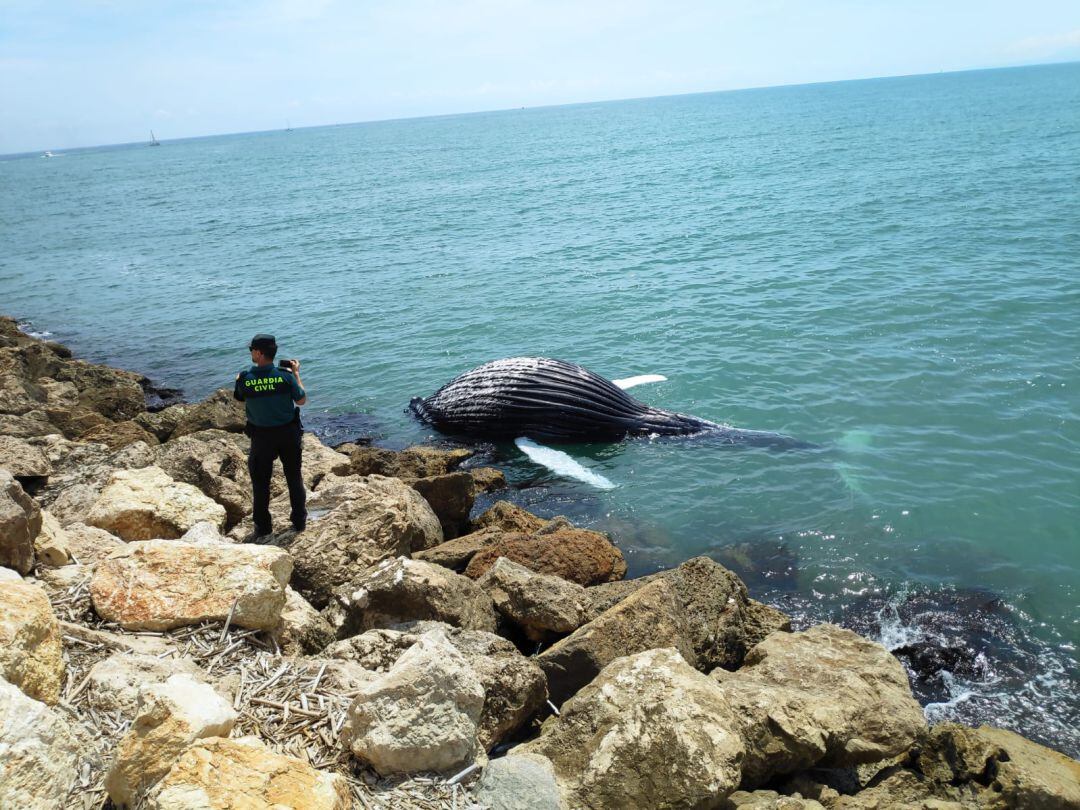 Una cría de ballena sin vida en el puerto de Gandia. 