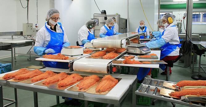 Trabajadoras de la planta H-66 de Coast Seafood As, en Sotra, manipulando el salmón ahumado