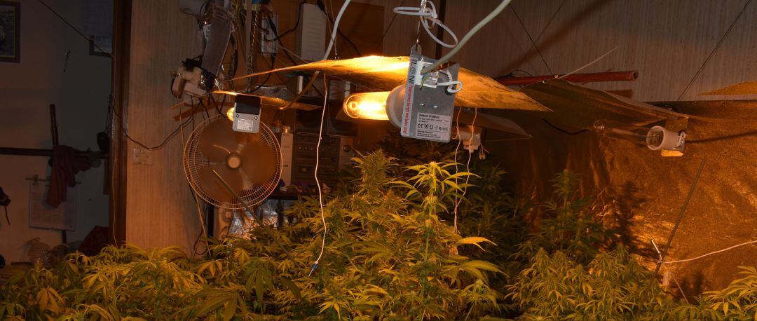 La plantación se encontraba en el interior de una vivienda