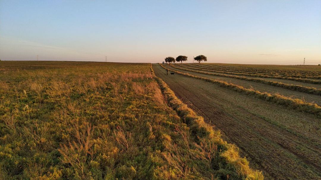 Algunos agricultores de la Manchuela sigan primero las lentejas y pasado unos días las trillan, tal y como se ha hecho tradicionalmente. 