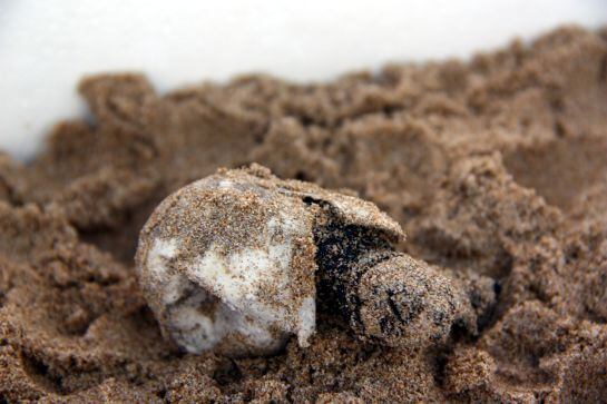 Exemplar de tortuga babaua trobada a la platja sortint de l'ou.