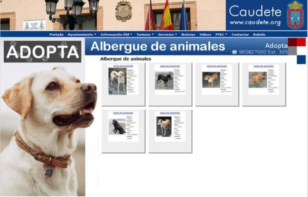 albergue de animales