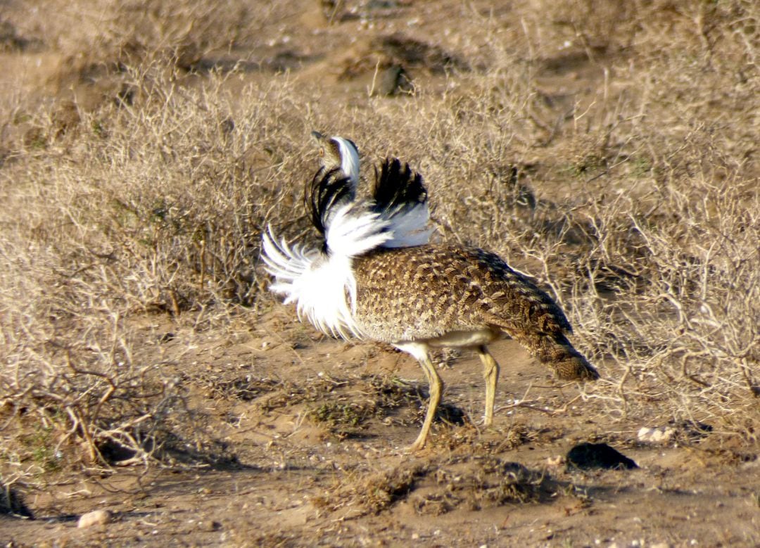 Macho de hubara canaria durante el cortejo.