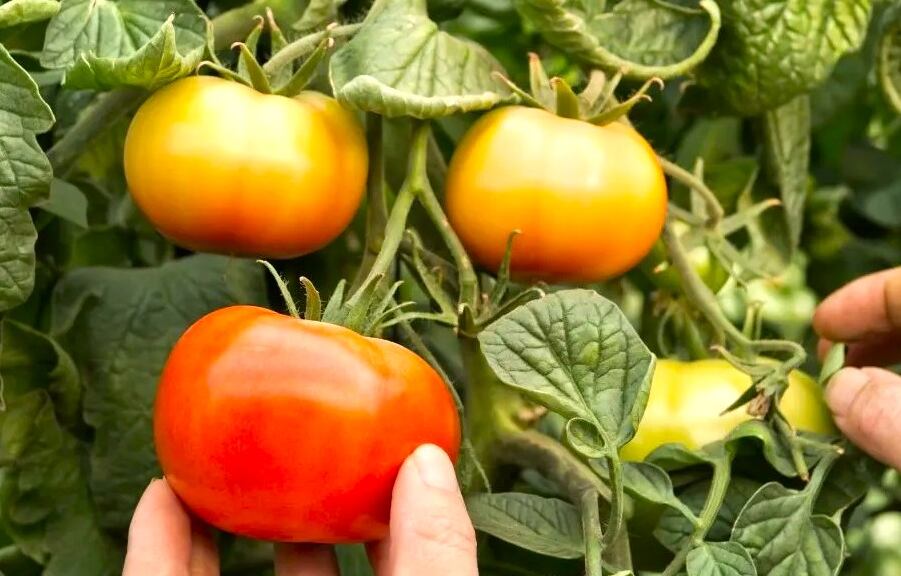El 'oro rojo' que protege los alimentos
