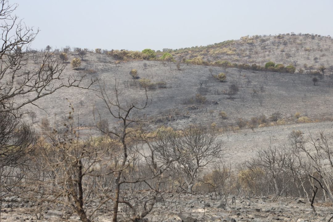 Parte de las hectáreas de terreno quemadas en el incendio de Alcaracejos en Córdoba