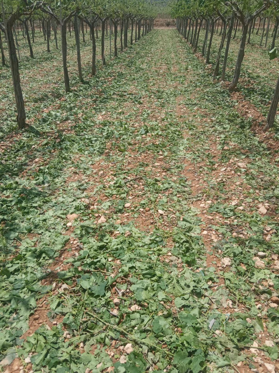 Efectos de la tormenta en la Uva de Mesa del Vinalopó 