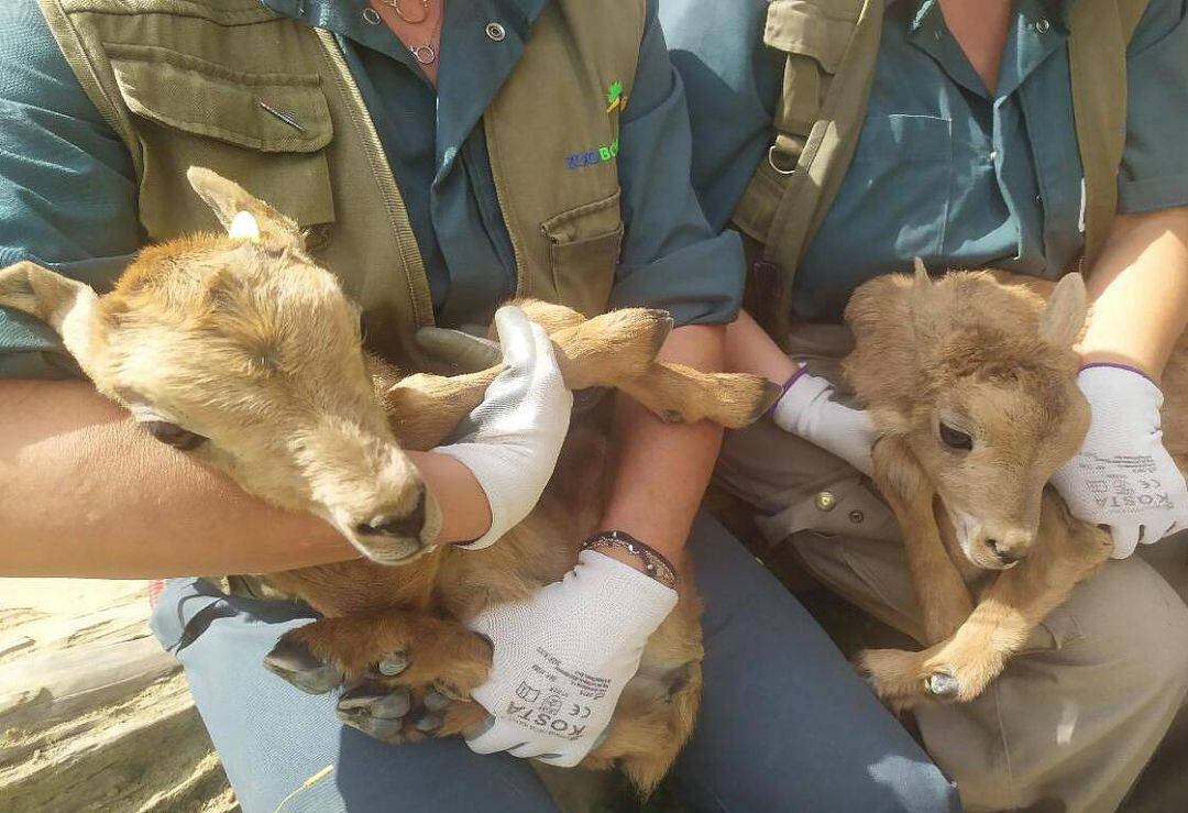 Crías de muflones nacidas en el Zoobotánico de Jerez