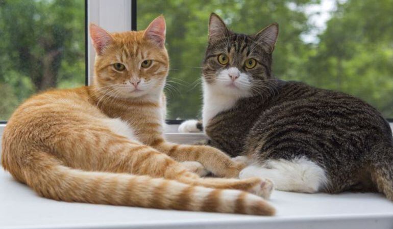 La expresión &#039;Gato encerrado&#039; cuando las bolsas donde se guardaba el dinero se solían hacer con la piel de los gatos y se guardaban a buen recaudo