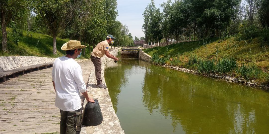 El primer estudio sobre la biodiversidad de la fauna subacuática del lago del Parque de Cabecera de València ha permitido identificar cinco especies de peces y otras cinco de tortugas