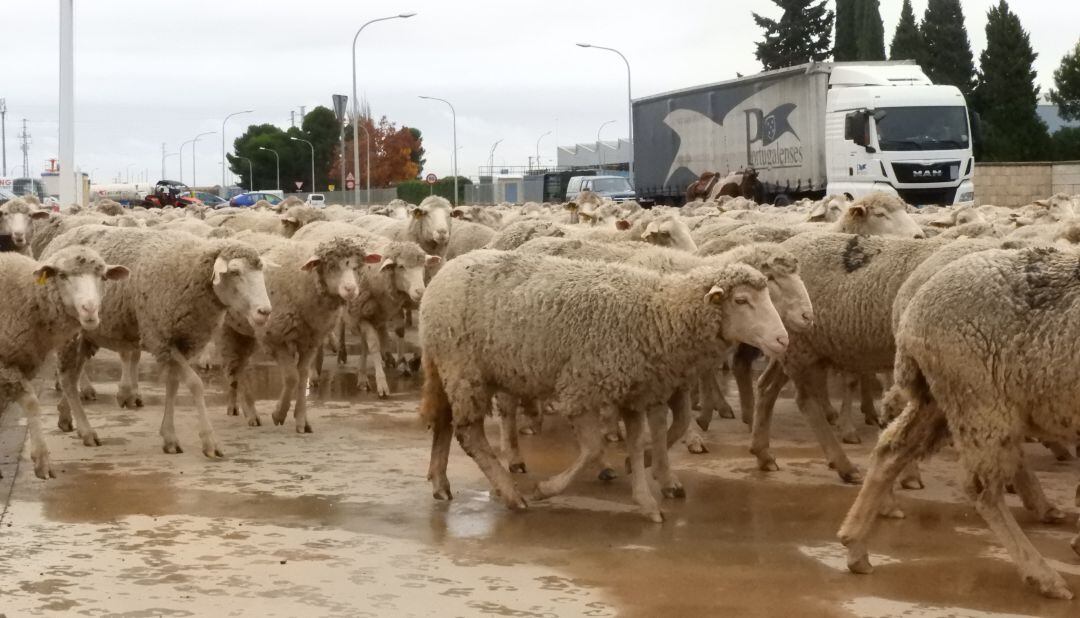 Miles de ovejas vuelven a tomar las calles de Manzanares, durante la práctica de la trashumancia 