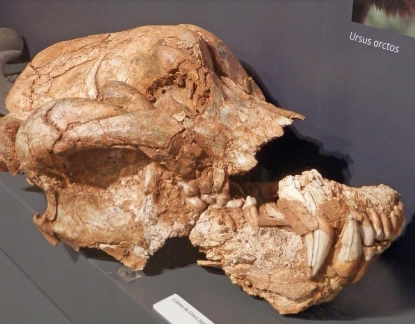 Un cráneo de oso de las cavernas de 94.000 años, pieza del mes del Museo de Palencia