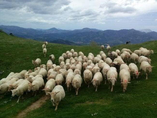 A un pastor nunca se le puede preguntar cuántas ovejas tiene.