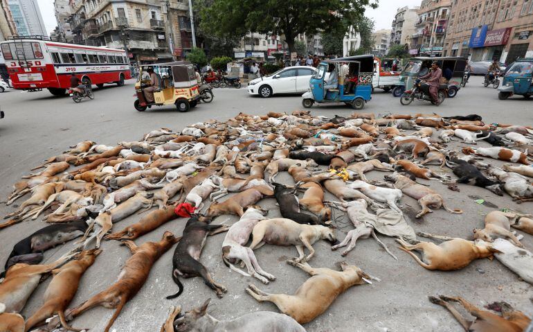  los cadáveres del os perros callejeros son recogidos por los operarios de limpieza de la municipalidad de Karachi en Pakistan, tras envenenarlos de forma masiva