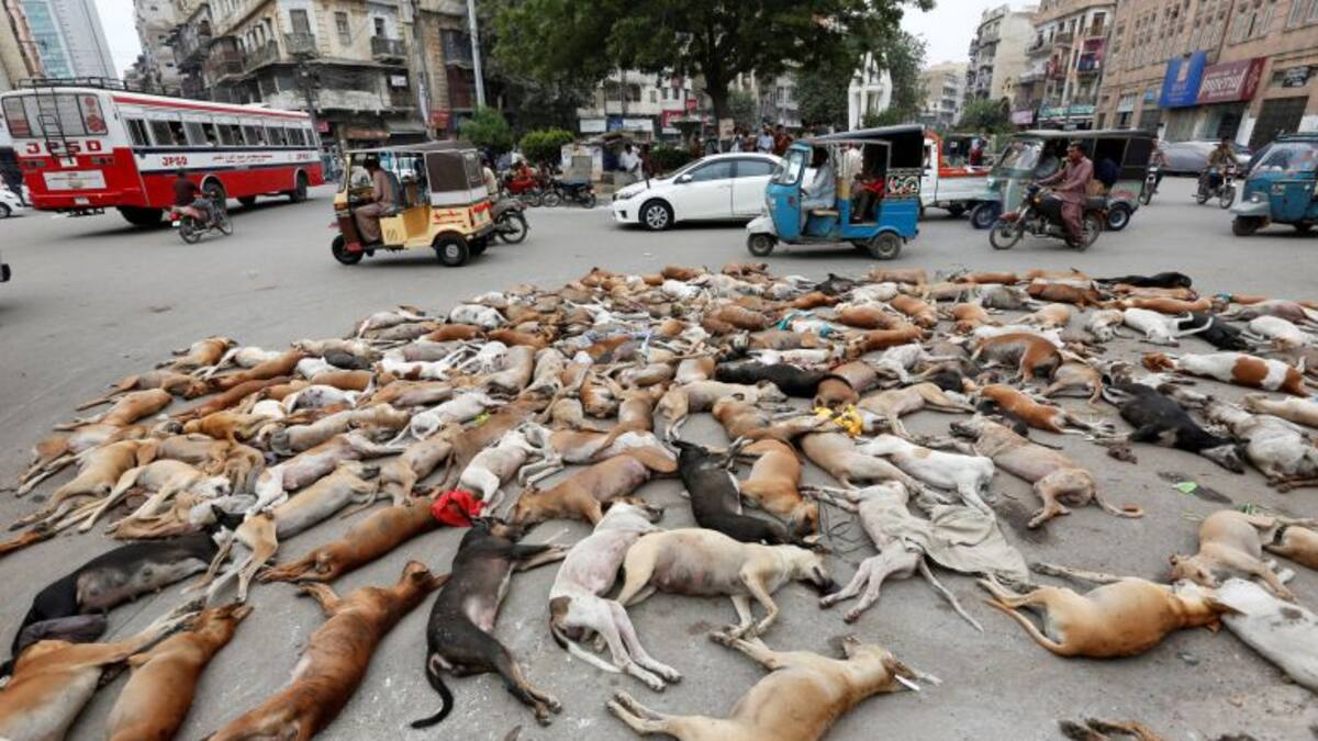 Envenenados 700 perros callejeros en Pakistán