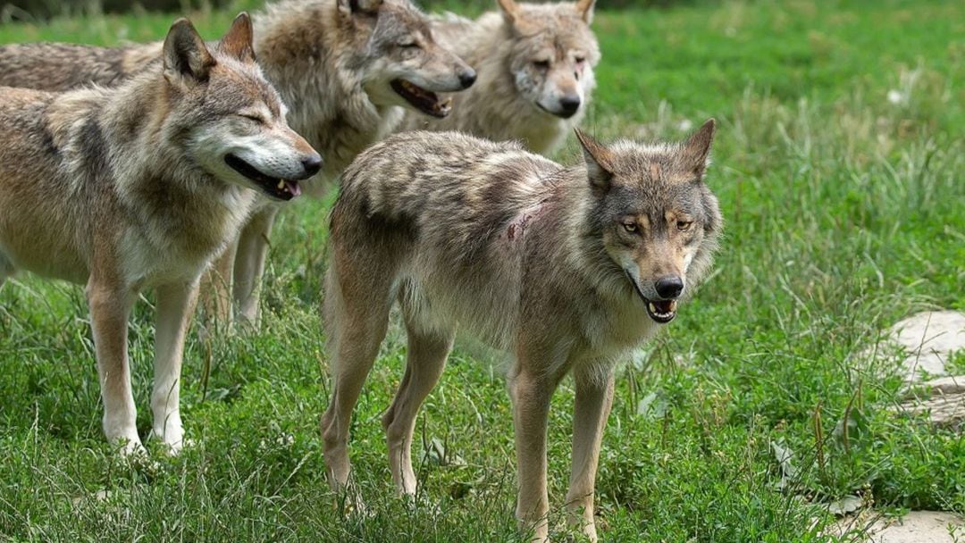 Una manada de lobos.