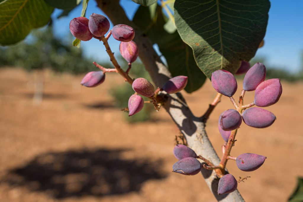 Cultivo de pistacho en Castilla-La Mancha.