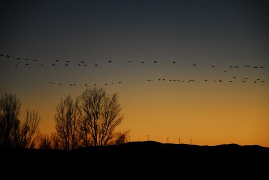 Las grullas regresan al anochecer para dormir protegidas en el agua.