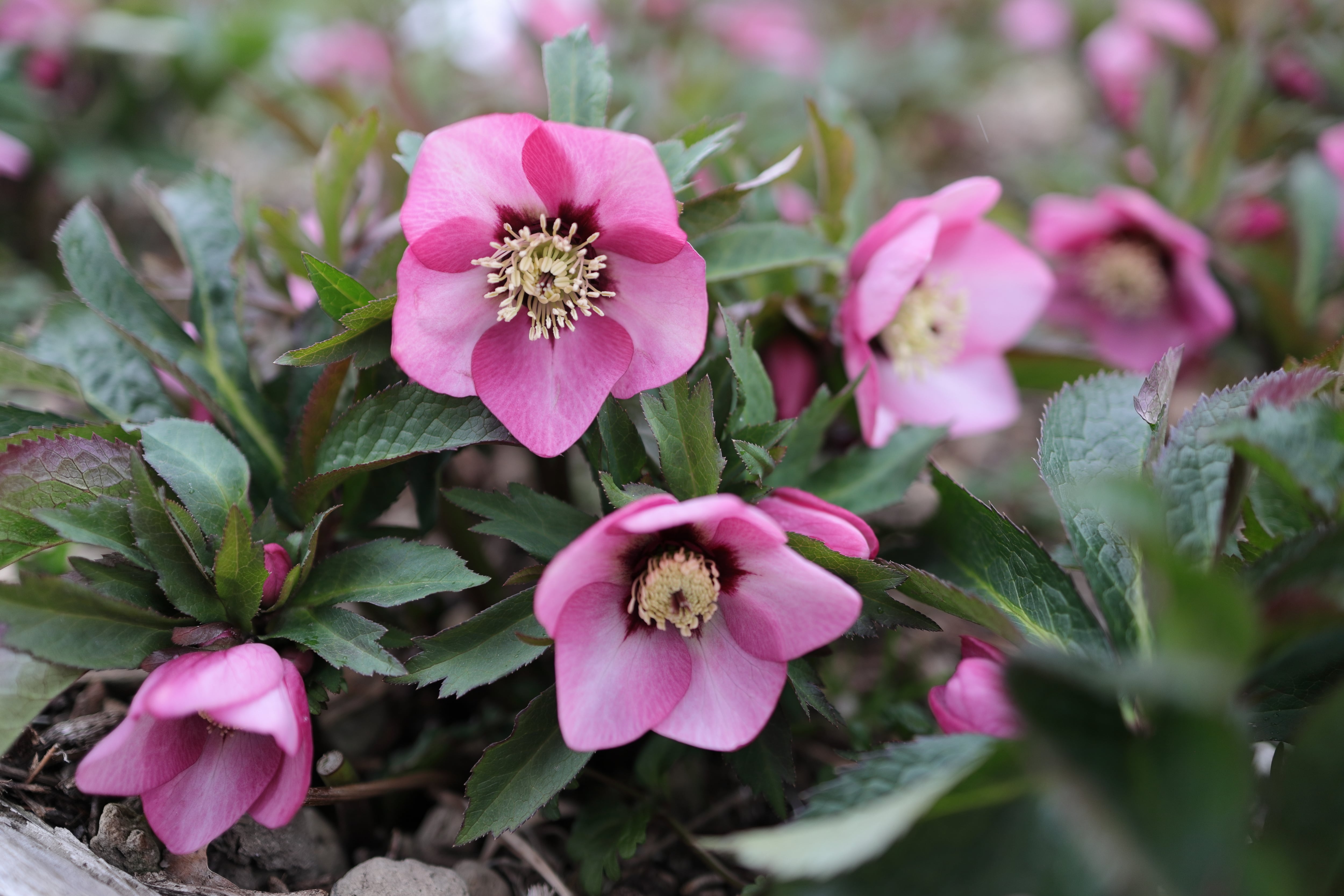 Helleborus