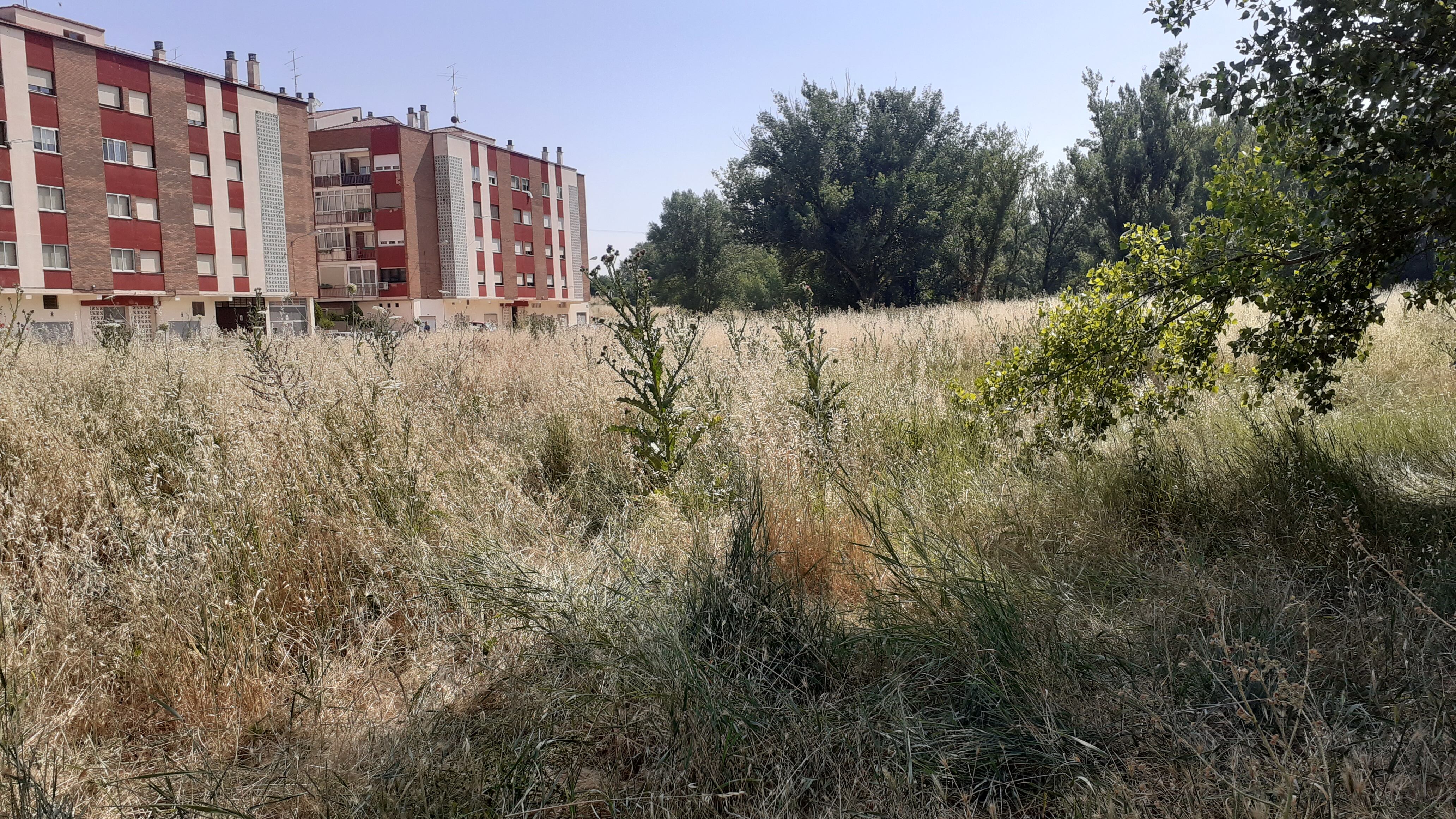 La maleza en "La Millonada" ha proliferado a las puertas de las viviendas de esta zona del barrio