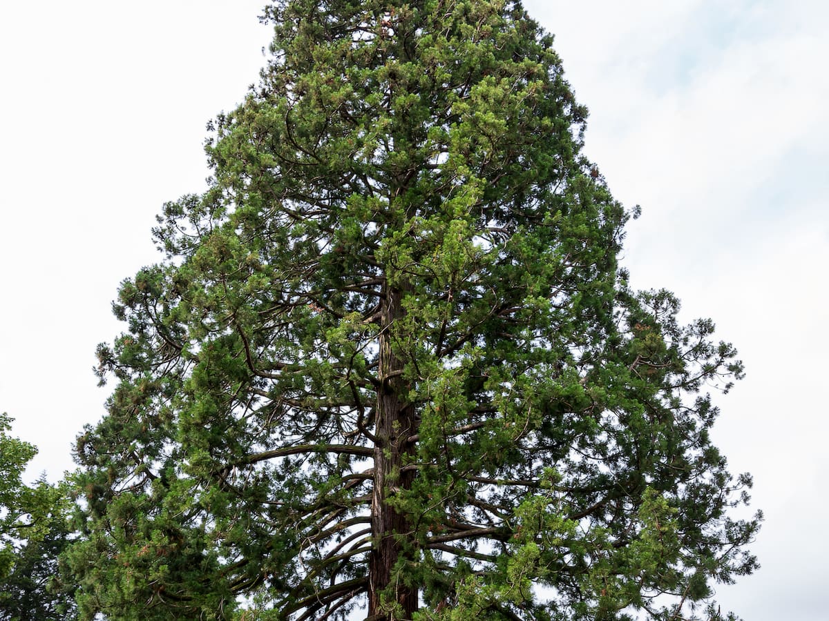 La Overuela se despide de su secuoya singular: el Ayuntamiento aprueba su retirada por seguridad