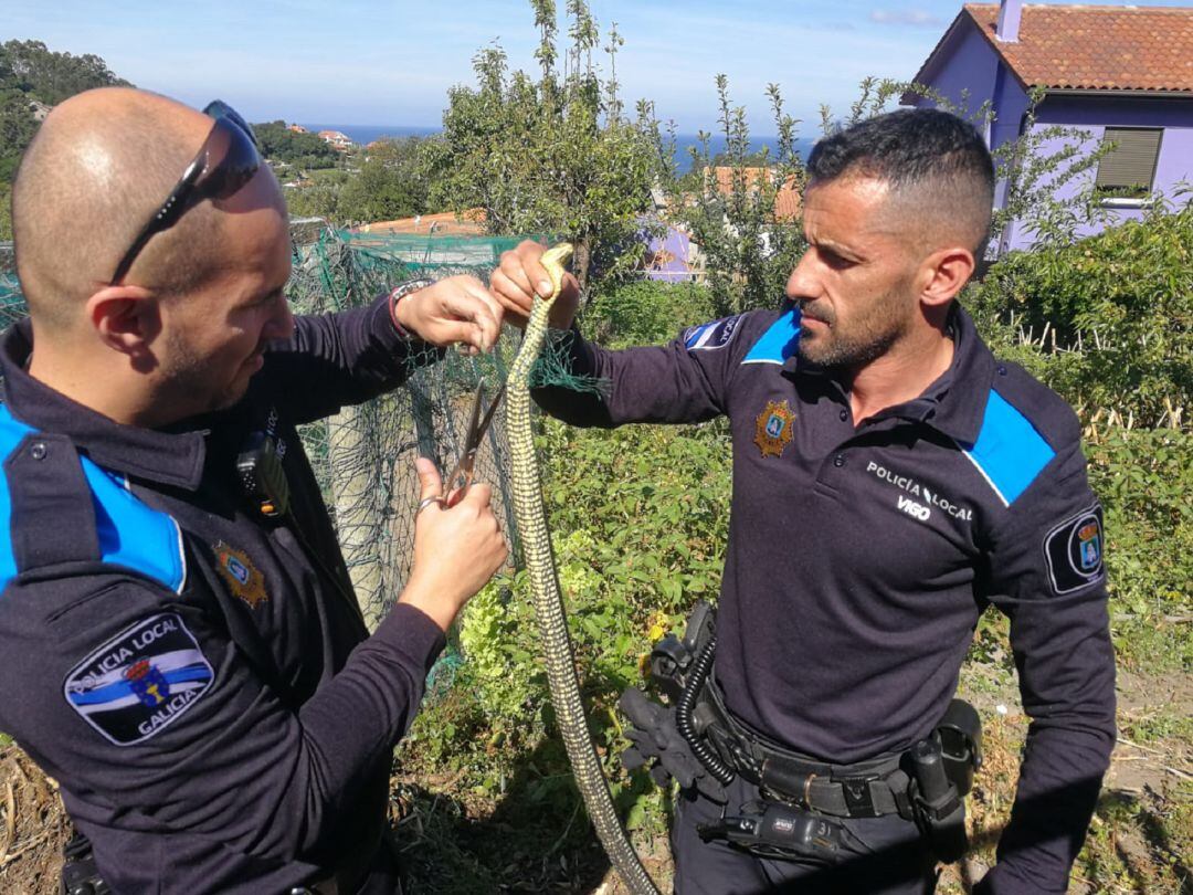 Serpiente capturada por la Policía Local de Vigo en una vivienda. 