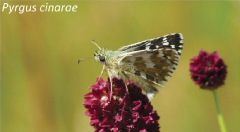 La &#039;Ajedrezada haltera&#039; ha sido elegida Mariposa del Año