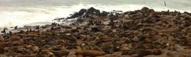 Focas en la península de Lüderitz