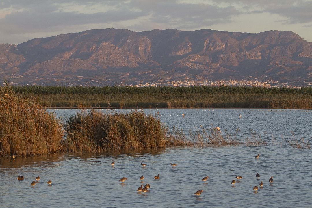 Parque Natural de El Hondo, Elche.