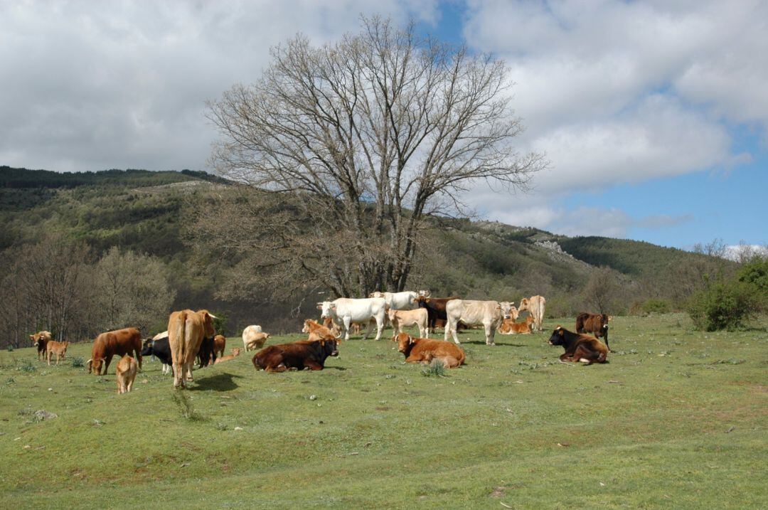 Vacas en las cercanías de Cantalojas.