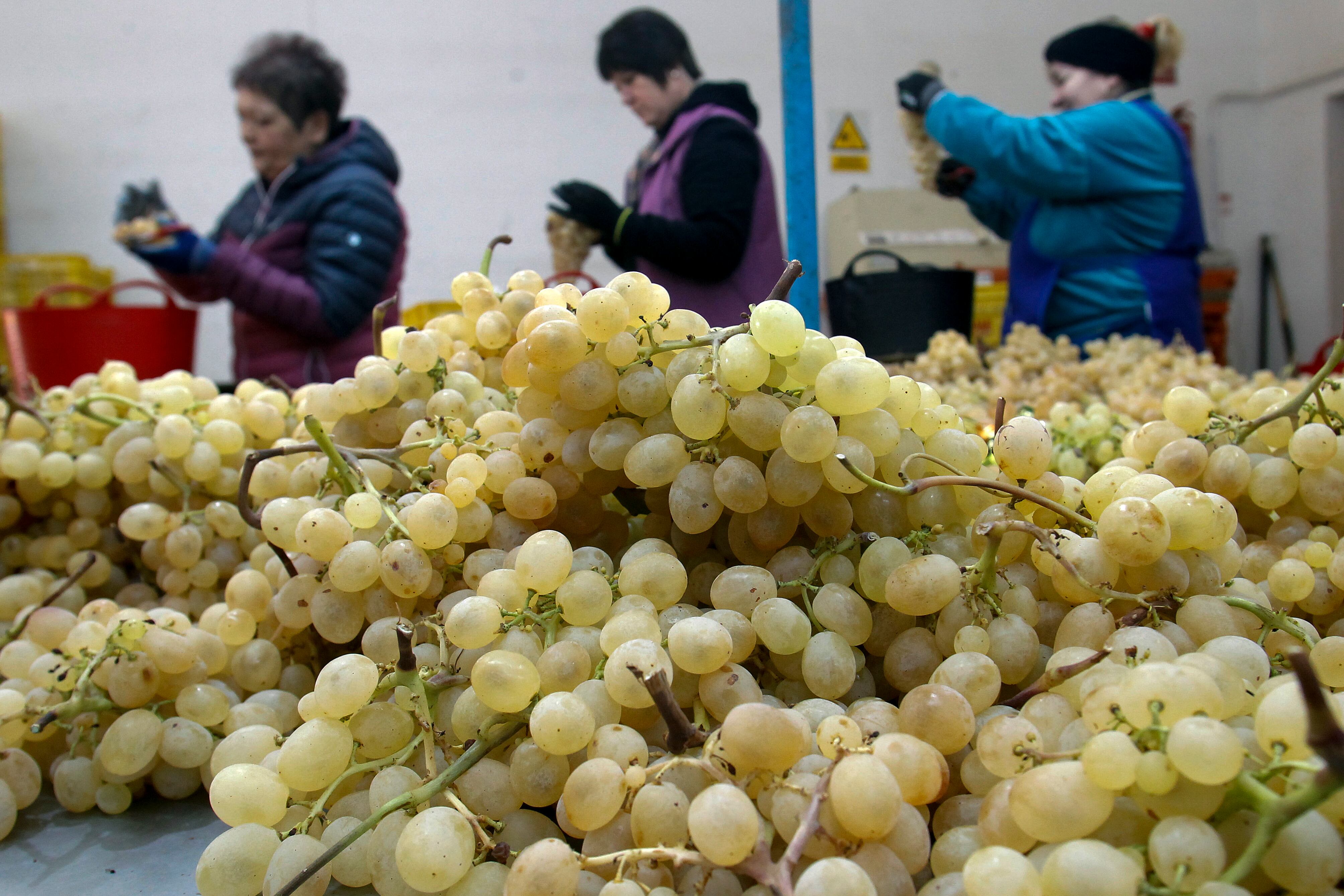 . NOVELDA (ALICANTE), 27/12/2023.- Varias operarias trabajan durante la selección de uva con DOP Vinalopó en un almacén de Novelda que se comerá principalmente en las campanadas de fin de año cuando los productores de uva de mesa embolsada del Vinalopó (Alicante) han tenido este año una cosecha inferior a la de 2022, entre un 10 % y un 25 %, según la variedad y la zona, aunque crece la demanda de este producto para Nochevieja. EFE/Morell