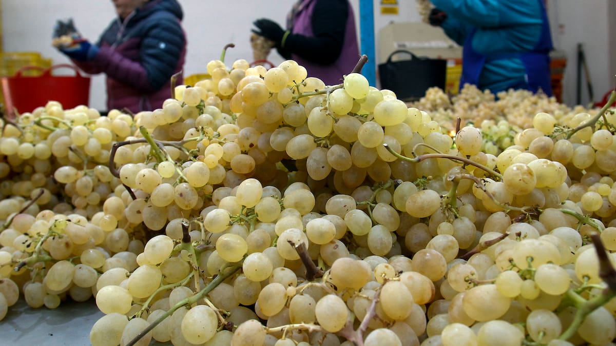 Entrevista a Beatriz Rocamora, directora de la DOP Uva Embolsada del Vinalopó, en Hoy por Hoy Alicante