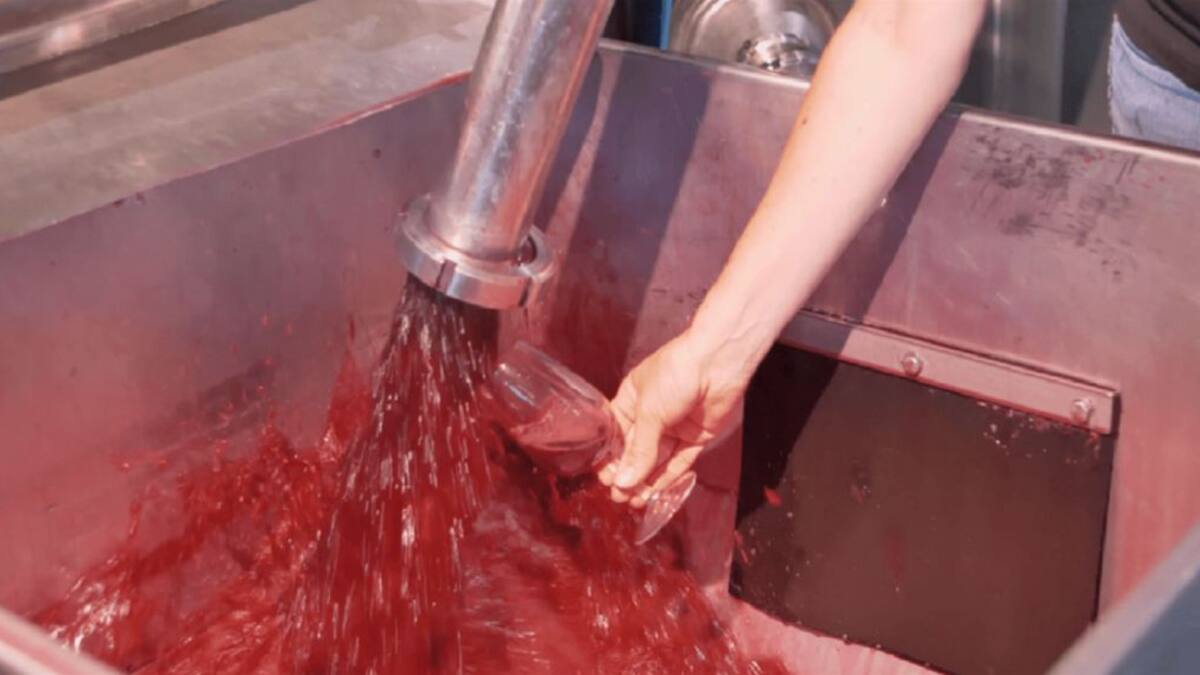 2020 será una añada "excelente" para los vinos de Jumilla, según su consejo regulador