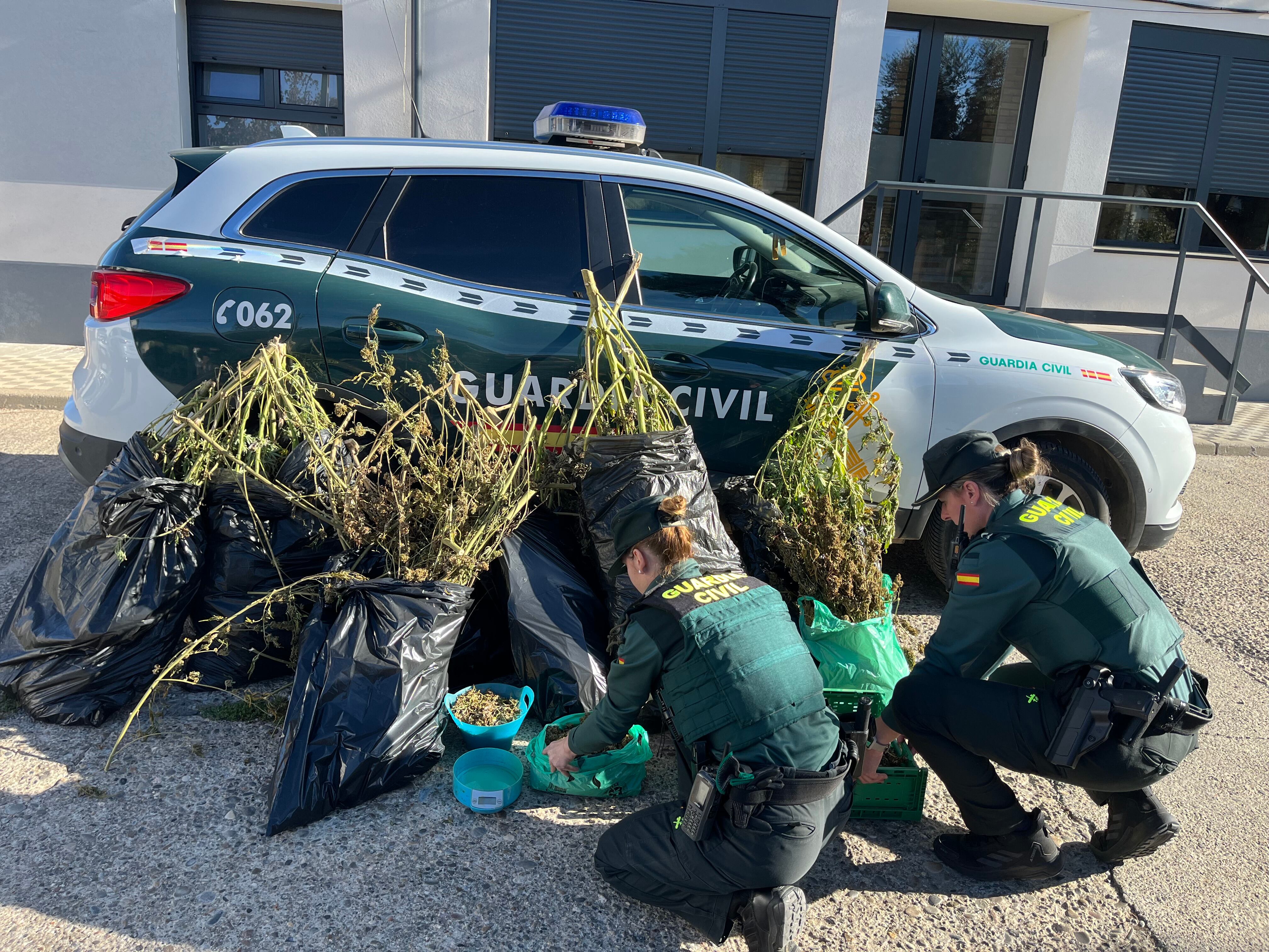 Agentes desmantelan una plantación exterior de cannabis sativa (marihuana)/Archivo