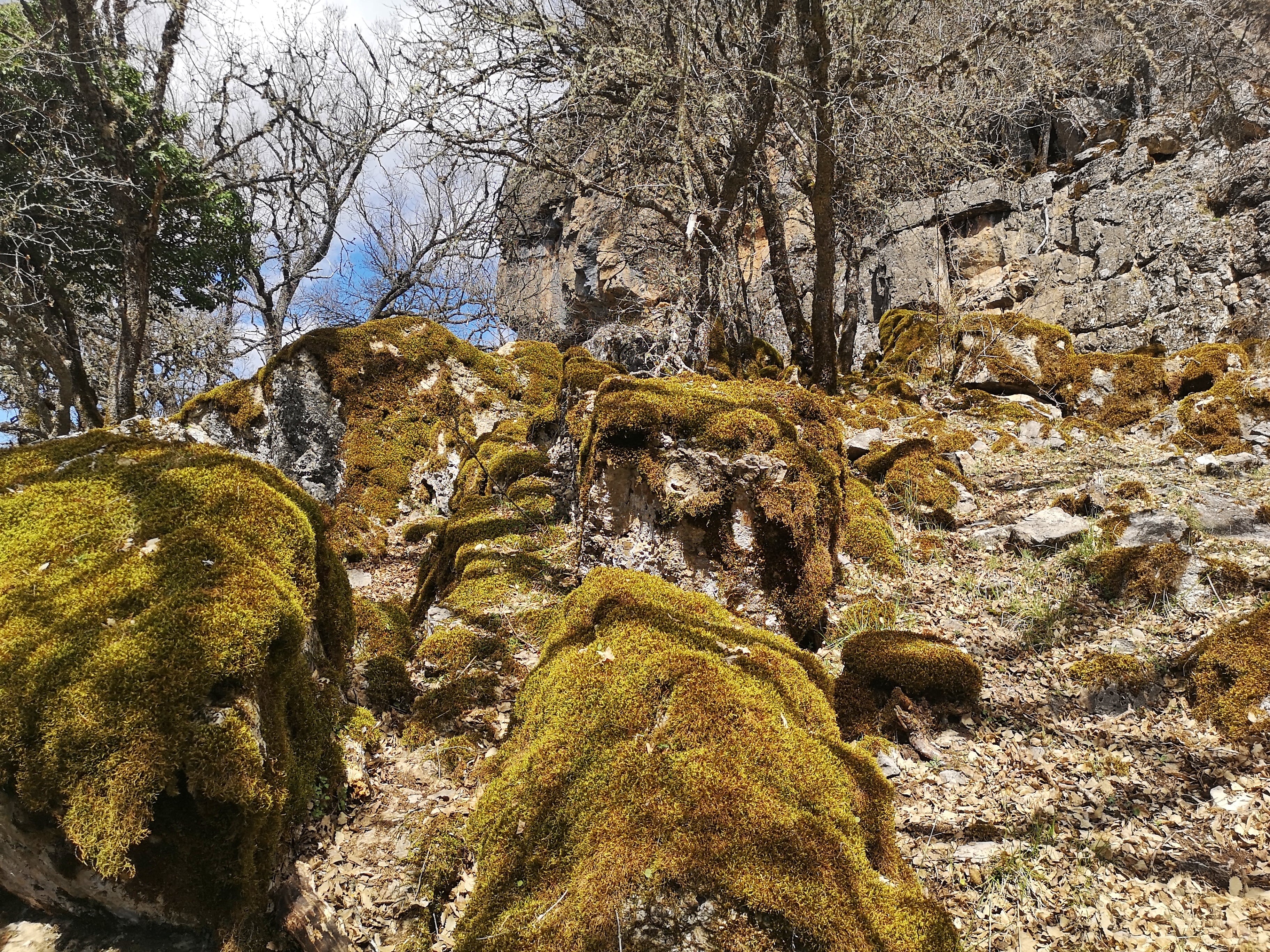 Restos del castro celtíbero de Beamud.