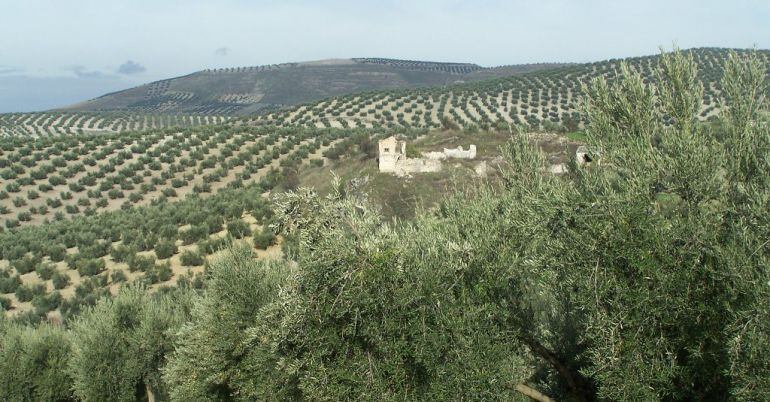 Campo de olivos.