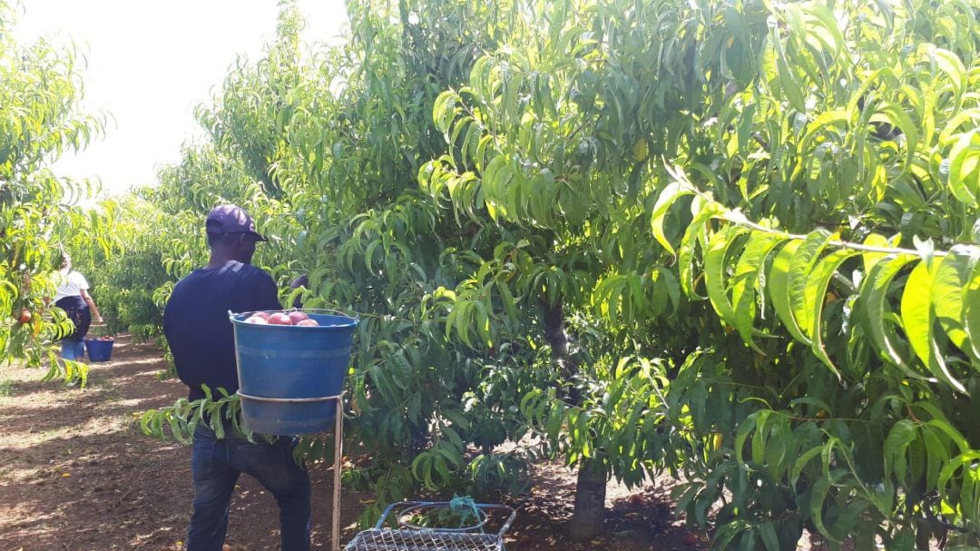 Personas migrantes trabajando en el campo